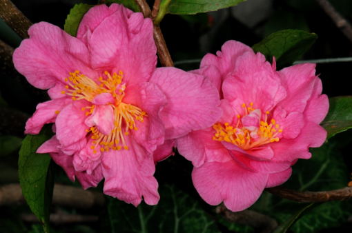 Camellia ' Flagrantpink '