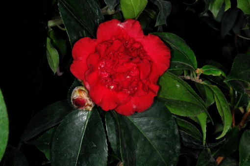 Camellia ' Koujishi '