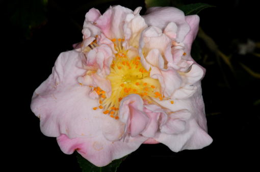 Camellia ' High Fragrance '