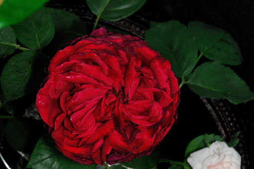 Rosa ' Rose des 4 vents '