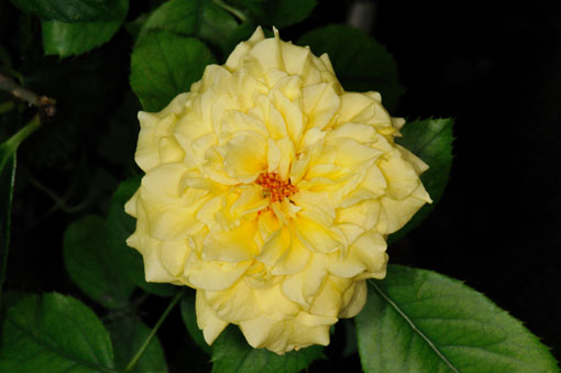 Rosa ' Friesia '