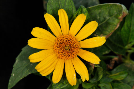 Heliopsis ' Loraine Sunshine '