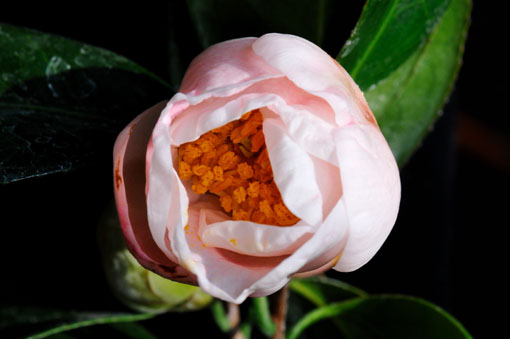 Camellia ' Seioubo '