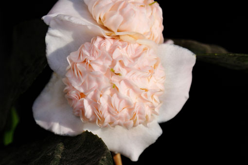 Camellia ' Kichou '