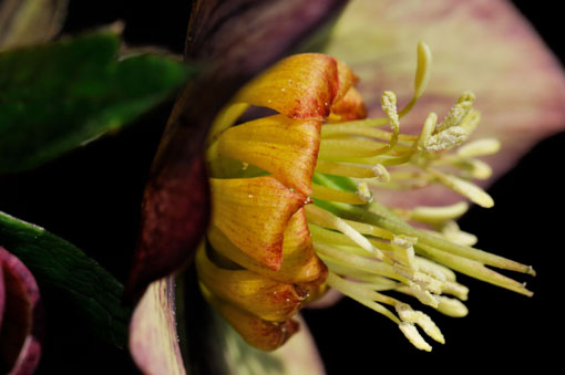 ヒヨドリも食したXRの花蜜です。