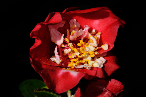 Camellia ' Bokuhan '