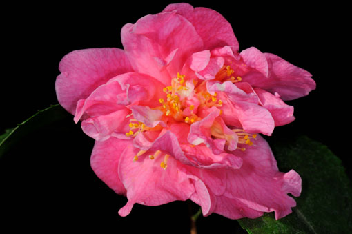 Camellia ' Fragrant Pink '