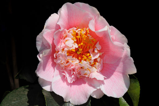 Camellia ' C.M.Wilson '
