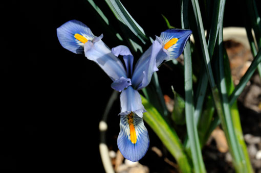 Iris reticulata ' Cantab '