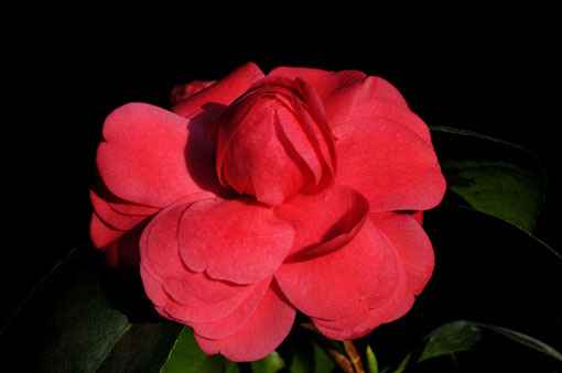 Camellia ' Shiguro '