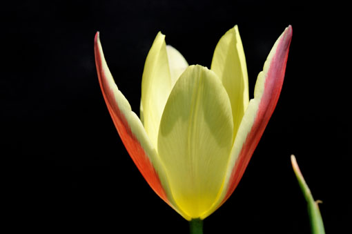Tulipa ' Lady Jane '