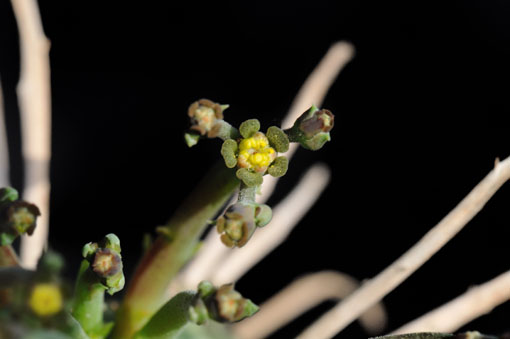 Euphorbia meloformis ssp. valida
