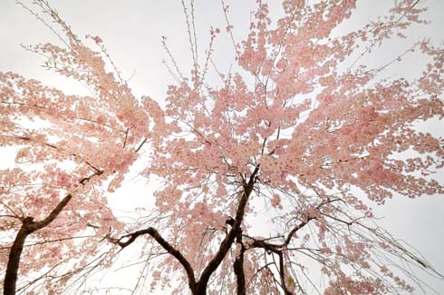 枝垂れ桜です。